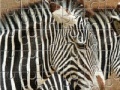 Juego Zebra Jigsaw