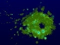 Juego Plankton Thing