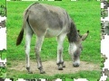 Juego Jigsaw: Donkey