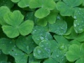 Juego Jigsaw: clover