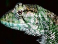 Juego Wild iguana slide puzzle