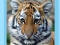 Juego Tiger and Cubs Jigsaw