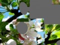 Juego Blooming apple tree