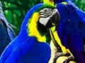 Juego Parrot Family Puzzle