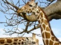 Juego Puzzle Giraffes