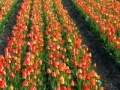 Juego Jigsaw: Tulip Field