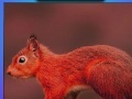 Juego Red summer squirrels puzzle