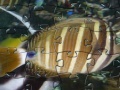 Juego Jigsaw: Fish