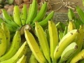 Juego Jigsaw: Banana Bunch