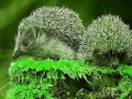 Juego Green Hedgehogs: Puzzle