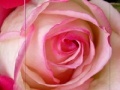 Juego Pink Rose