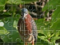 Juego Green Heron