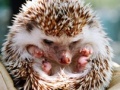 Juego Small hedgehog