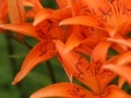 Juego Jigsaw: Orange Lilies