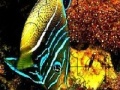 Juego Ocean best fish puzzle