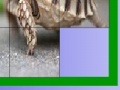 Juego Hungry turtle slide puzzle