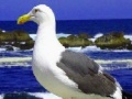 Juego Seagulls In The Ocean: Puzzle