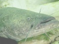 Juego Catfish Puzzle