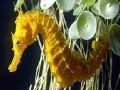 Juego Seahorse: Slide Puzzle
