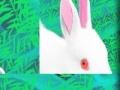 Juego Rabbit: Puzzle