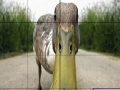 Juego Dizzy duck slide puzzle