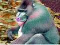 Juego Elderly Tired Baboon Puzzle
