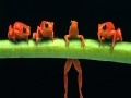 Juego Brave acrobat frogs slide puzzle