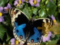 Juego Butterfly Puzzle
