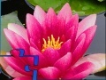 Juego Pink Water Lily Puzzle
