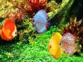 Juego Deep Colorful Ocean Fishes: Puzzle