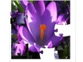 Juego Jigsaw Nature: Crocus