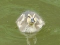 Juego Baby Ducks Jigsaw