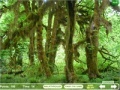 Juego Mushroom Collector 4