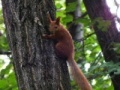 Juego Squirrel 2