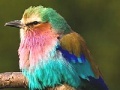 Juego Colored Sparrow: Slide Puzzle
