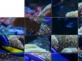 Juego Tropical Fish Slider Puzzle