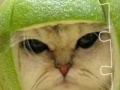 Juego Funny Cat puzzle