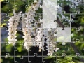 Juego Jigsaw: New Flowers