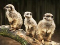 Juego Confused Meerkats Puzzle