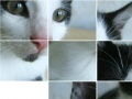 Juego Kitten Puzzle