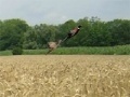 Juego Pheasant Hunting