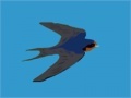 Juego Swallow catcher