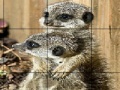 Juego Sissy animals slide puzzle
