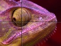 Juego Purple Chameleon: Slider Puzzle