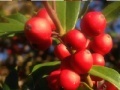 Juego Puzzle: Berries