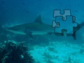 Juego Shark Puzzle