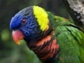 Juego Parrot Puzzle