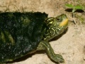 Juego Map Turtle Jigsaw