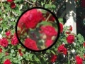 Juego Rose Garden Hidden Numbers