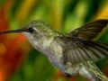Juego Hummingbird